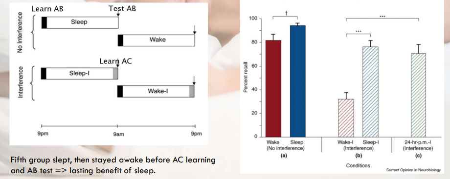 <p>Sleep following learning of AB pairs (e.g., BLANKET-VILLAGE) protected memory against interference from AC pairs (e.g., BLANKETRUBBER).</p><p>4 groups. Group 1 learned AB, slept and then was tested. Gorup 2 learned AB, slept, learned AC and then tested on AB. Group 3 and 4 did the same thing but stayed awake </p>