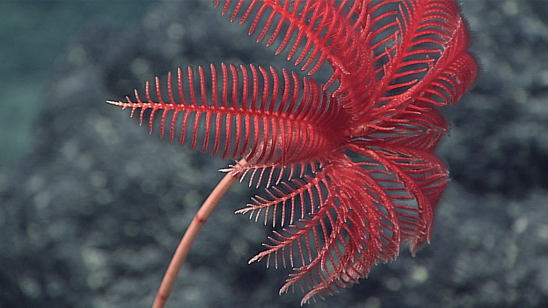 <p>Class Crinoidea (feathers and sea lilies)</p>