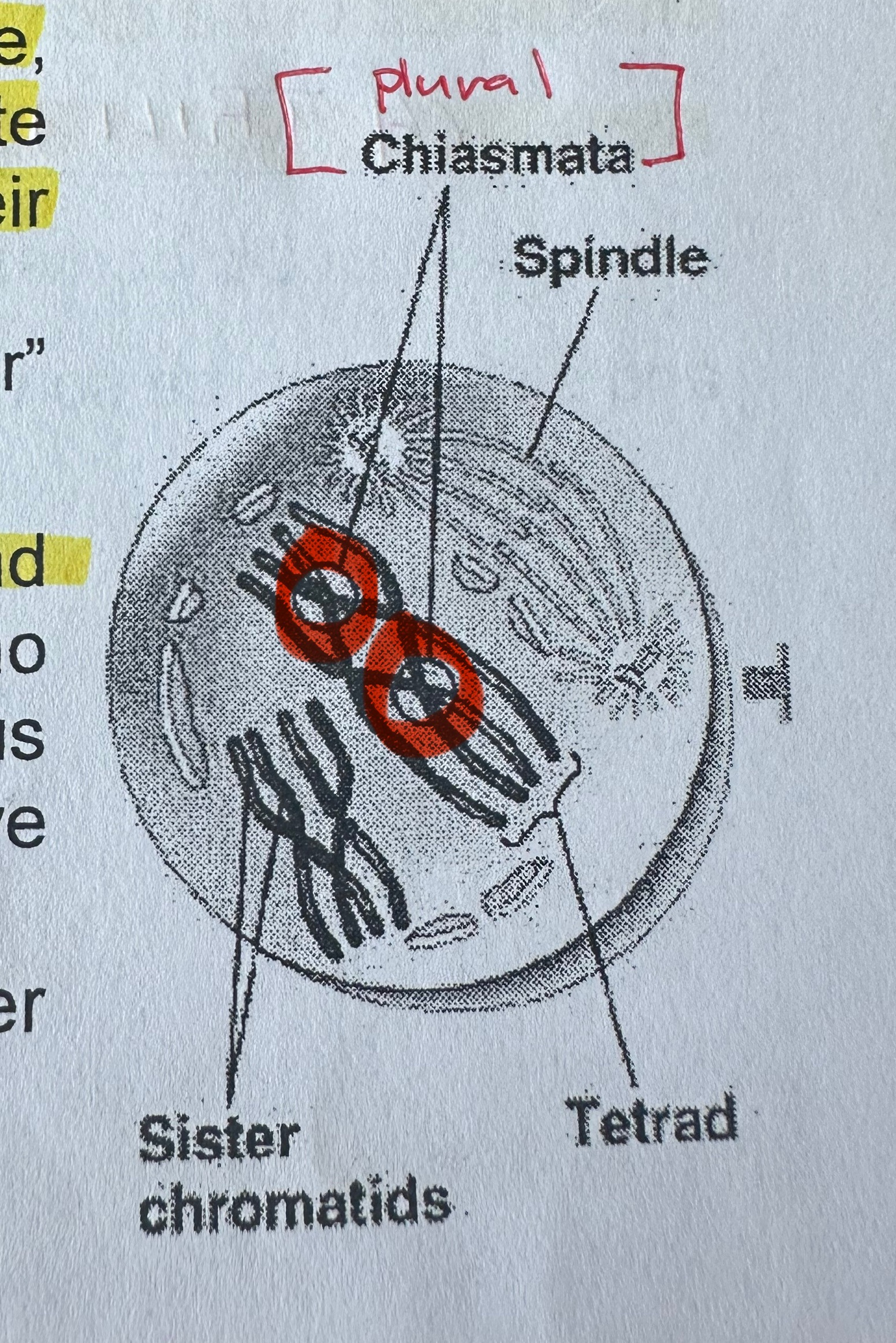 <p>pl. chiasmata</p><p>X-shaped, microscope visible region representing homologous chromatids that crossed over.</p>