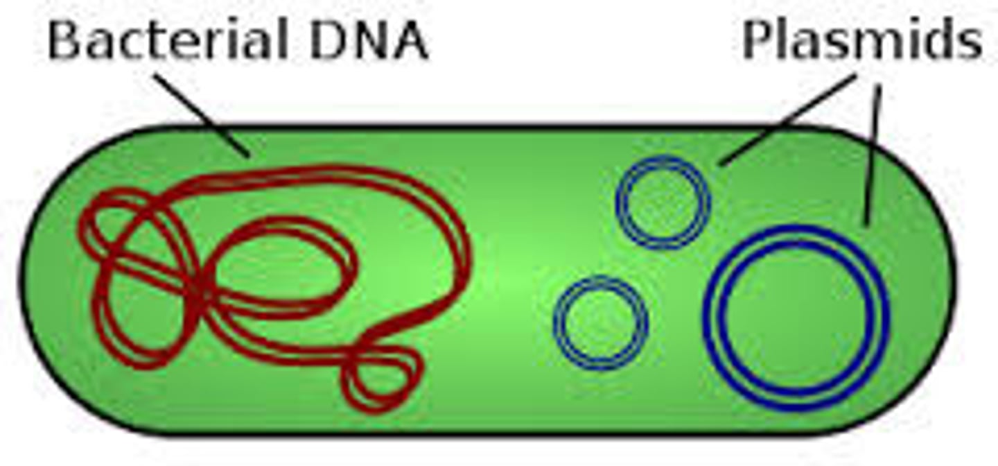 <p>Often accompanied by smaller rings of DNA called plasmids</p>