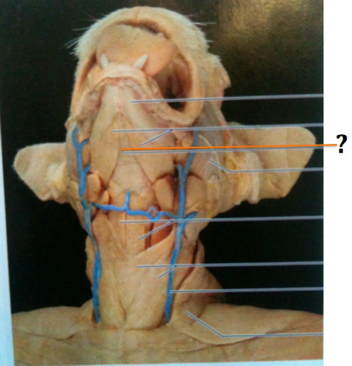 knowt flashcard image