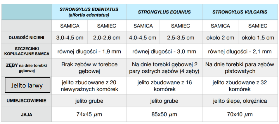 \
__**Cykl rozwojowy**__:


1. Koń z kałem wydala jajo, w którym znajduje się __rabditoidalna L1__
2. Larwa opuszcza skorupkę i linieje 2x → L3 (otoczona pochewką)
3. Zarażenie per os na pastwisku/w stajni:

a) __**Strongylus edentatus**__

\- L3 przebija ścianę jelita → krew → $$wątroba$$ (L3→L4) → otrzewna trzewna i guzki pod $$otrzewną ścienną$$ (L4→L5) → jelito grube (guzki w ścianie jelita → dorosłe w świetle)

* zap. otrzewnej, podwyższona temp. wew., przyspieszone tętno, anemia oraz bóle brzucha

b) __**Strongylus equinus**__

\- L3 wnika w ścianę $$j. grubego$$ (L3→L4) → wędrówki w ścianie j./część do jamy brzusznej → wątroba → $$trzustka$$ (L4→L5) → jelito grube (guzki w ścianie jelita → dorosłe w świetle)

* zap. wątroby, zap. trzustki, podwyższona temp. wew., wychudzenie oraz morzyska

c) __**Strongylus vulgaris**__

\- L3 wnika w ścianę $$j. grubego$$ (L3→L4) → tętniczki → wędrówka po bł. wew. pod prąd → tworzenie $$zakrzepów przyściennych$$ (L4→L5) → rozpuszczenie zakrzepów → jelito grube (guzki w ścianie jelita → dorosłe w świetle)

* morzyska zatorowo-zakrzepowe, wzdęcia, gwałtowne bóle brzucha, anemia oraz nagła śmierć

Okres prepatentny (średnio wszystkich): 6-11 m-cy