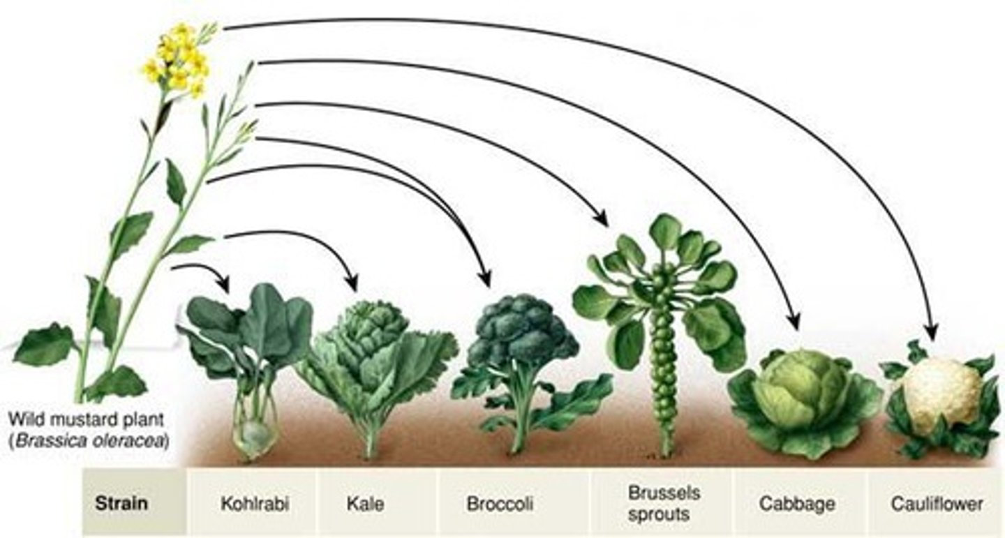 <p>The process in which humans determine which individuals breed, typically with a preconceived set of traits in mind</p>