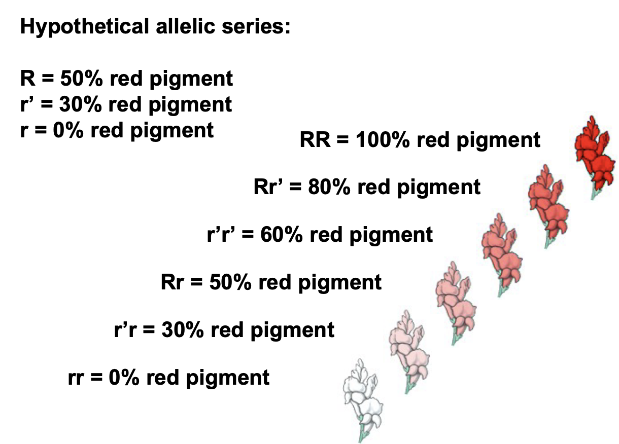 <ul><li><p>Contribution to continuous variation</p></li><li><p>More than 2 alleles per gene (in a population)</p></li><li><p>Alleles encode gene products with varying degrees of partial function who’s effects are additive</p></li><li><p>Ex. Alzheimer’s can be related to an allelic series</p></li></ul>