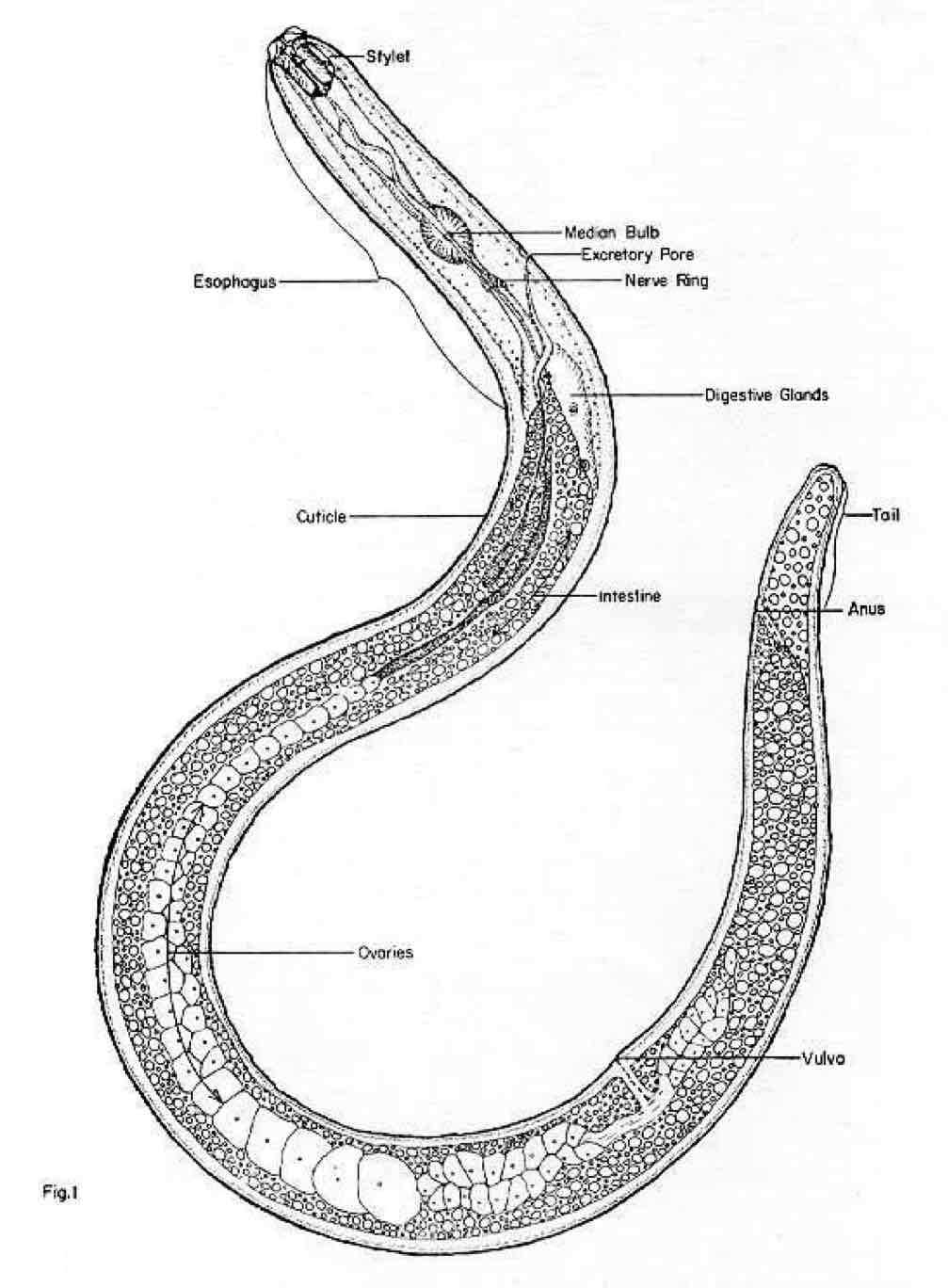 <p>It is roundworms and parasites </p><p>It has complete digestive tract (moth and anus)</p>