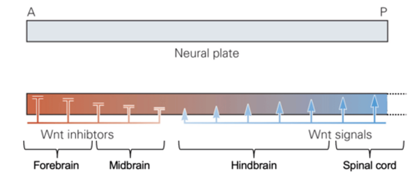 <p>the development of vesicles of the brain (forebrain, midbrain, hindbrain) and spinal chord</p>