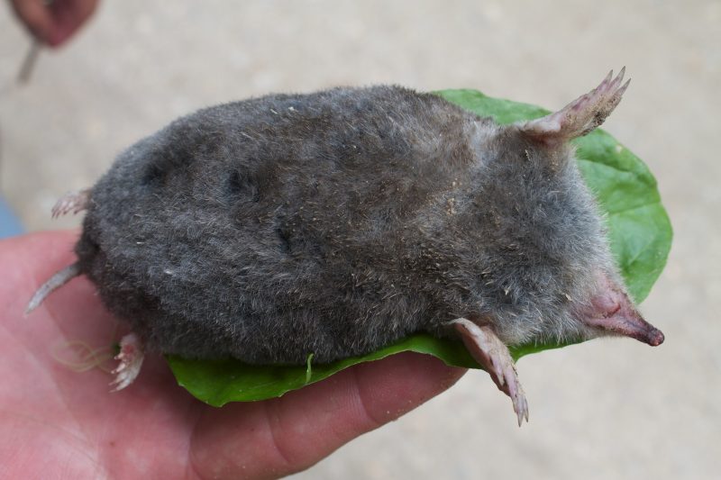 <p>Eastern mole</p>