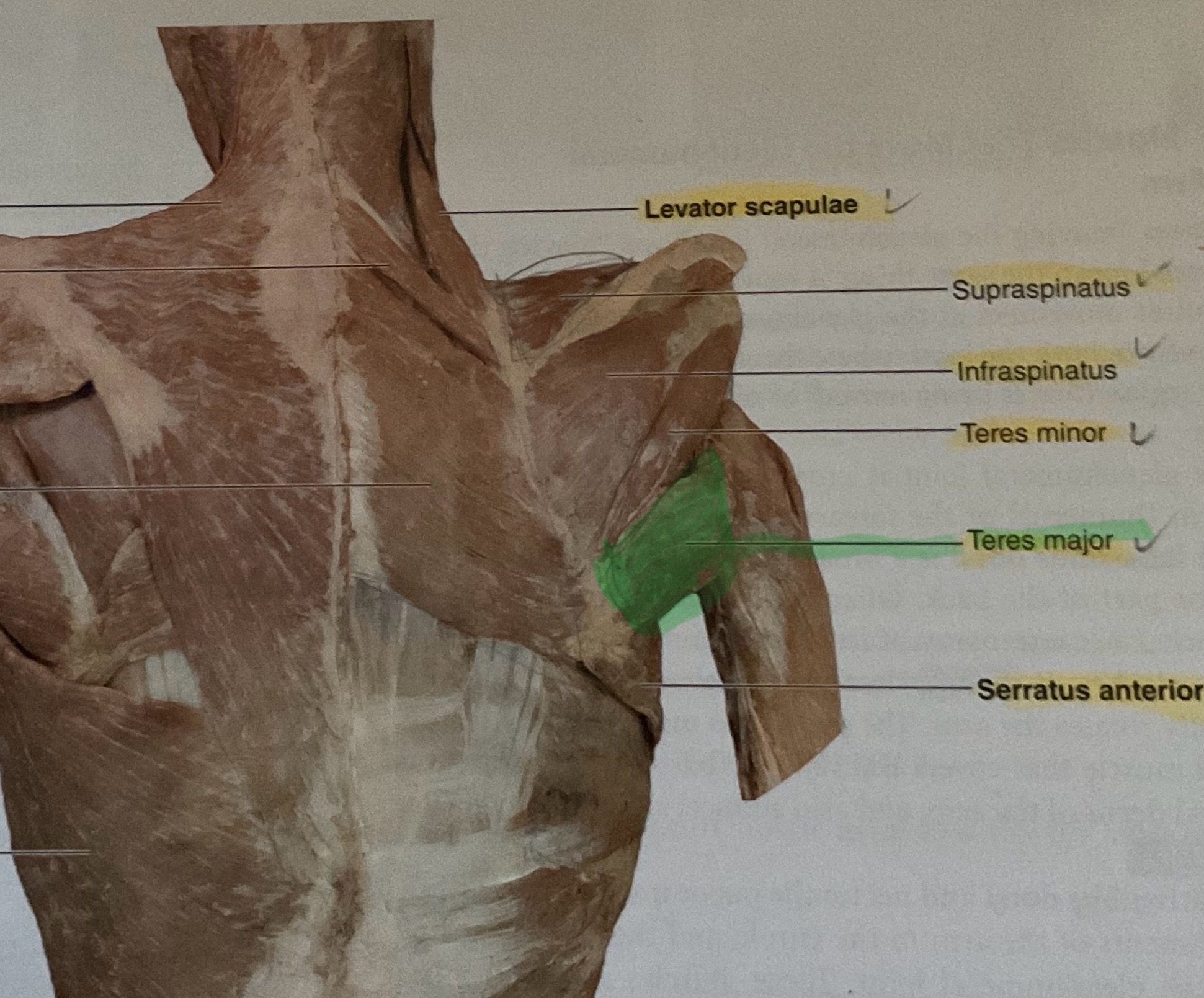 <p>Origin: Inferior angle of scapula<br>Insertion: distal of lesser tubercle of humerus<br>Action: Extend, adduct, medially rotates glenohumeral joint </p>