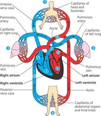 well developed four chambered heart