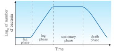 <p>Lag - Bacteria adapting</p><p>Log - Rate of bacterial reproduction is close/at theoretical maximum</p><p>Stationary - Rate of reproduction = rate of death</p><p>Death - Reproduction stops and cells die</p>