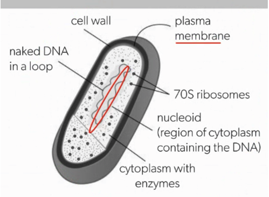 <p>70s means they’re small in size</p><p>Cell wall made from peptidoglycan</p>