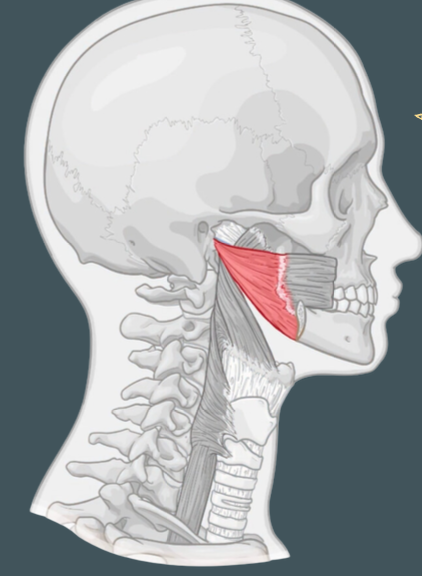 <p>Origin of the superior pharyngeal constrictor</p>