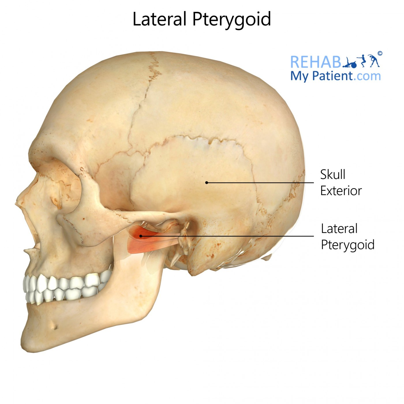 <p>O: Lateral surface of lateral pterygoid plate</p><p>I: Superior head attaches to joint capsule of TMJ, while inferior head attaches to mandibular condyle</p><p>A: Depress, protract, and side to side</p>