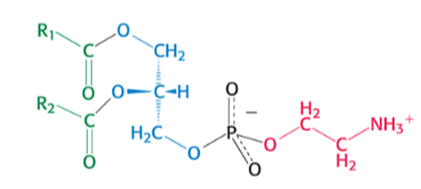 <p>which phospholipid is pictured ? </p>