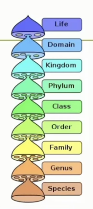 <ul><li><p>how species is organized </p></li><li><p>from least specific to most specific: Life, Domain, Kingdom, Phylum, Class, Order, Family, Genus, and species</p></li></ul>