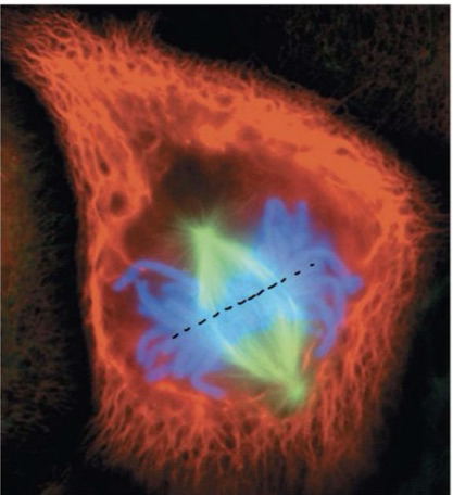 <p>Metaphase</p>