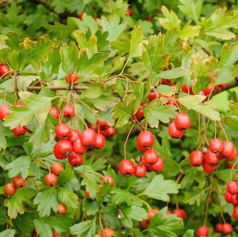 <p>Crataegus monogyna </p>