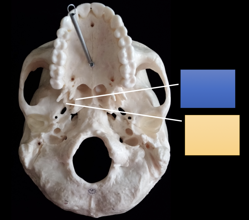 <p>define the yellow portion</p>