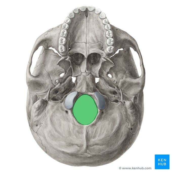 large opening in the occipital bone of the skull through which the spinal cord emerges and the vertebral arteries enter the cranium