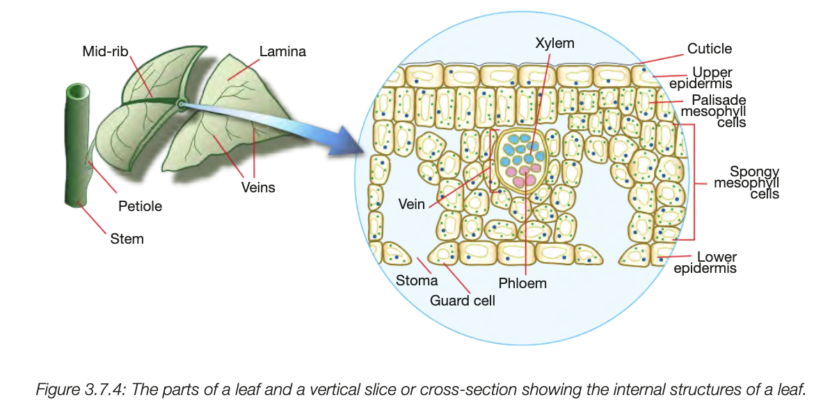 <ul><li><p>attatched to the stem by a petiole, continues into most ribs to form mid rib</p></li><li><p>The surface is called lamina </p></li><li><p>2 main functions - gas exchange and photosynthesis</p></li><li><p>broad, flat lamina, increases SA </p></li><li><p>thin to increase the efficinety of gas exchange </p></li><li><p>stomata facillitate gas exchange</p></li><li><p>cells have cholroplasts for photosynthesis</p></li><li><p>spiralling arrangement of leaves ensures each leaf is exposed to sunlight</p></li></ul><p></p>