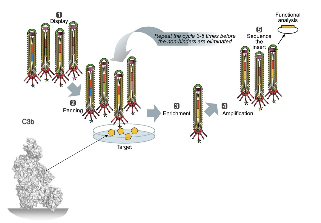 <ul><li><p>Target = C3b</p></li><li><p>Also checked for ability to block lytic attack (sheep red blood cells)</p></li></ul><p></p>