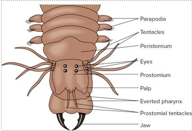 <p>Domain Eukarya</p><p>Phylum Annelida - segmented worms</p><p>Class Polychaeta<br>Genus: <em>Nereis </em>(clam worms)</p>