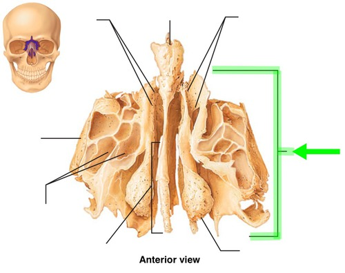 <p>Irregularly shaped and thin walled bony regions flanking the perpendicular plate laterally. Their lateral surfaces shape part of the medial orbit wall.</p>