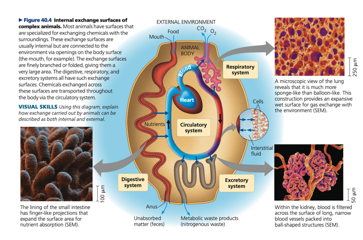 Complex animals
○ Increasing the number of ____ __________ the ratio of surface area to total volume
■ SA:TV of whale is hundreds of thousands of times smaller than of a water flea

○ Evolutionary adaptations enable sufficient exchange with the environment are often specialized surfaces that are _______ or folded
■ Branching and folding greatly increases SA
■ In humans, exchange surfaces for digestion, respiration, and circulation are 25X larger than skin

○ Contain ______ fluid and _______ fluid (blood)

1. Excretory
2. Digestive
3. Circulatory
4. Respiratory
