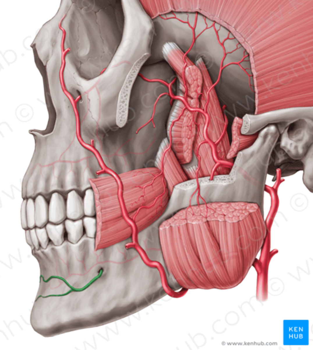 knowt flashcard image