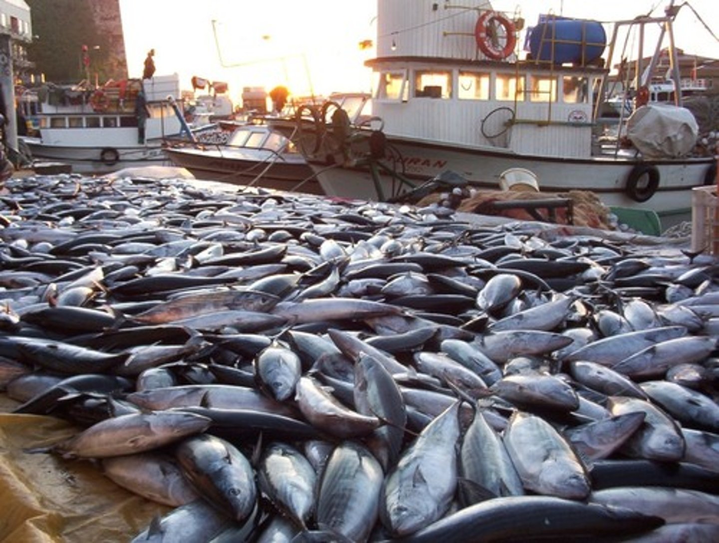 <p>(v) Have plenty of</p>