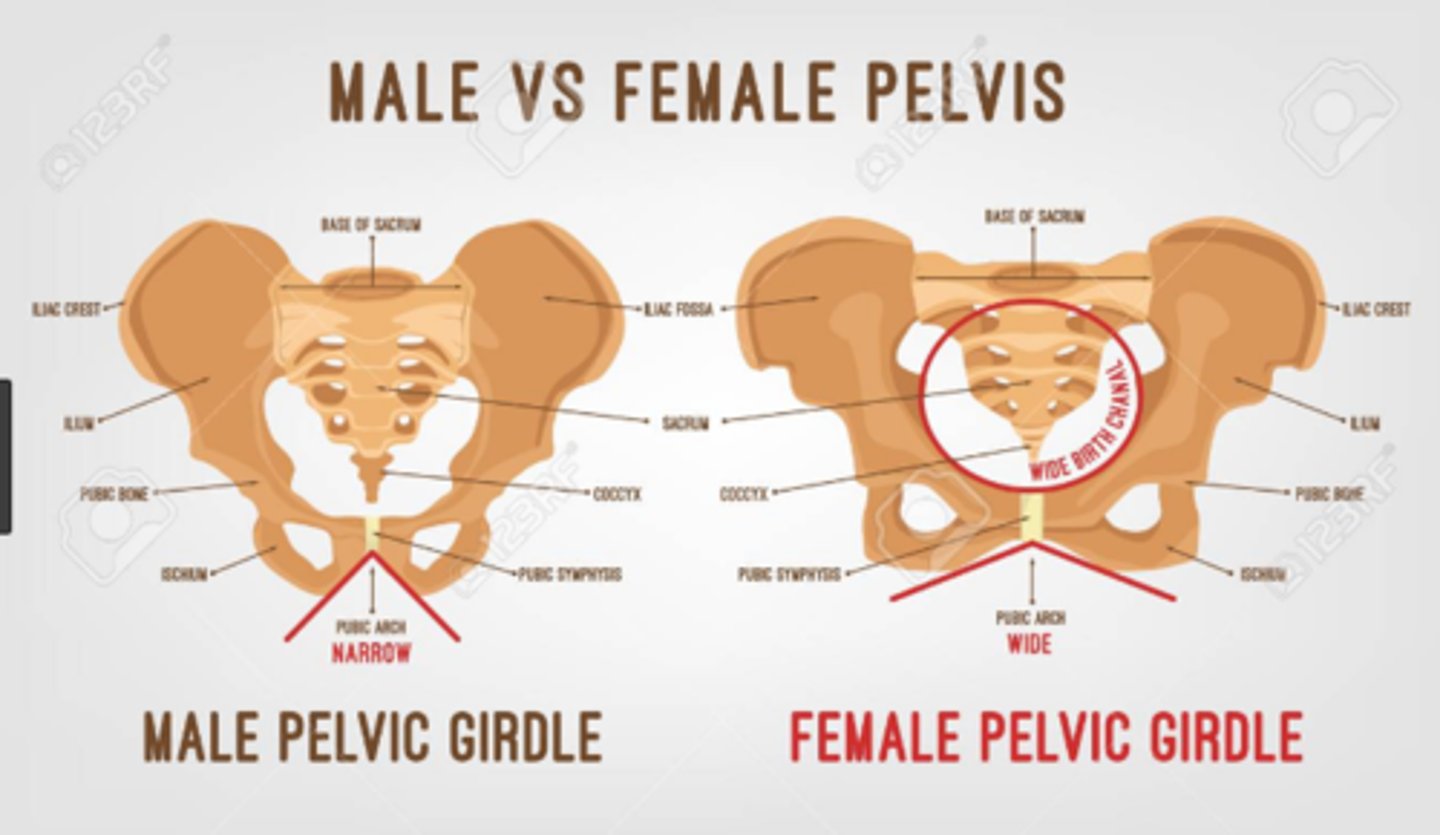 <p>males have bigger pelvic bones where female have wider pelvis with greater distance between the ischial tuberosities</p>