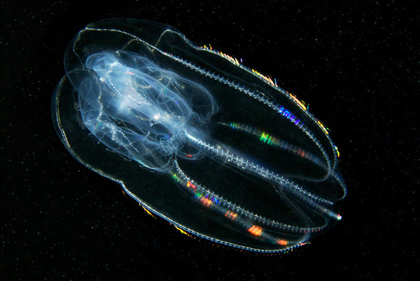 <p>includes comb jellies</p><p>are diploblastic and have radial symmetry&nbsp;&nbsp;</p><p>do not have cnidocytes</p><p>have a complete gut</p>
