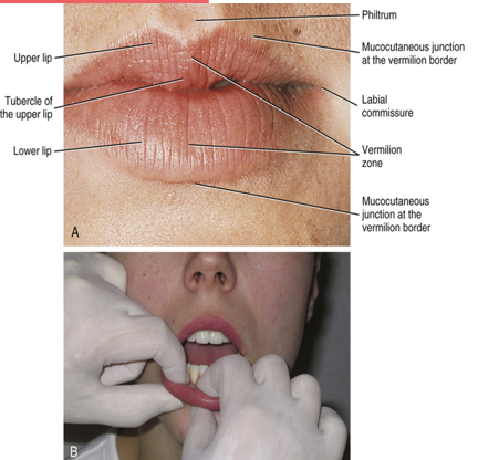 <ul><li><p>superior to the midline of upper lip, extending downward from the nasal septum</p></li><li><p>vertical groove of upper lip</p></li></ul><p></p>
