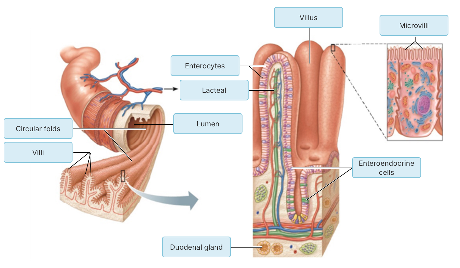 knowt flashcard image