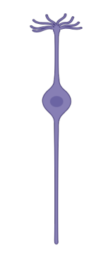 <p>multipolar, bipolar, unipolar? </p>