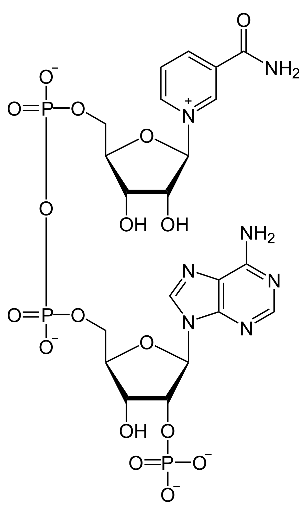 <ul><li><p>Positively charged oxidized precursor carrier molecule.</p><ul><li><p>By oxidized.</p><ul><li><p>NAD+ is in the oxidized form and involves electron loss.</p></li><li><p>NAD+ being an electron carrier, involves accepting electrons from other molecules.</p></li><li><p>This acceptance of electrons results in the reduction of <strong>NAD+</strong> to its <strong>reduced form</strong>, <strong>NADH</strong>.</p></li></ul></li></ul></li><li><p>Full name:</p><ul><li><p><strong>Nicotinamide adenine dinucleotide.</strong></p><ul><li><p><strong>Two nucleotides joined by their phosphate groups.</strong></p><ul><li><p>Two nucleotides comprised of a nicotinamide base, an adenine base, and a ribose sugar.</p></li></ul></li></ul></li></ul></li><li><p>High-end(energy) electron carrier. (Oxidized form)</p><ul><li><p>NAD+ is a high-energy electron carrier.</p><ul><li><p><mark data-color="purple">Do we have to know why?</mark></p></li></ul></li></ul></li></ul>