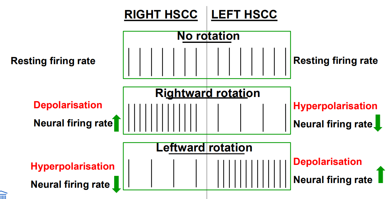 <p>Als we niet rond draaien 100 spikes links en rechts</p><p>Draaien we naar rechts dan krijgen we rechts depolarisatie en links hyperolarisatie</p><p>Als we bewegen naar Links depolarisatie en rechts hyperolarisatie</p>