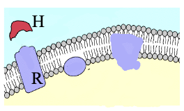 <ul><li><p>Binding domain faces outside the membrane and lies at the cell surface (hormones do not need to penetrate)</p></li><li><p>Examples are peptide, protein, and catecholamines</p></li></ul><p></p>