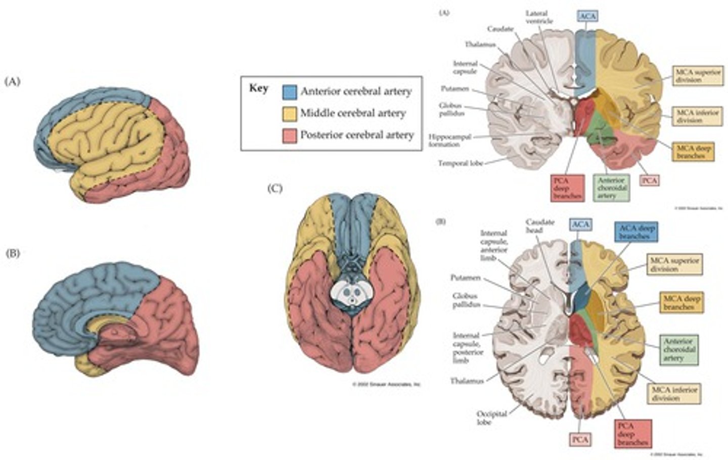 <p>1. Cerebral peduncle: Contralateral hemiparesis</p><p>2. ?= Eye movement</p><p>3. Calcarine branches: Blindness affecting contralateral visual field</p><p>Deep:</p><p>4. hippocampus: declarative memory</p><p>5. diencephalon (thalamus): thalamic syndrome</p>