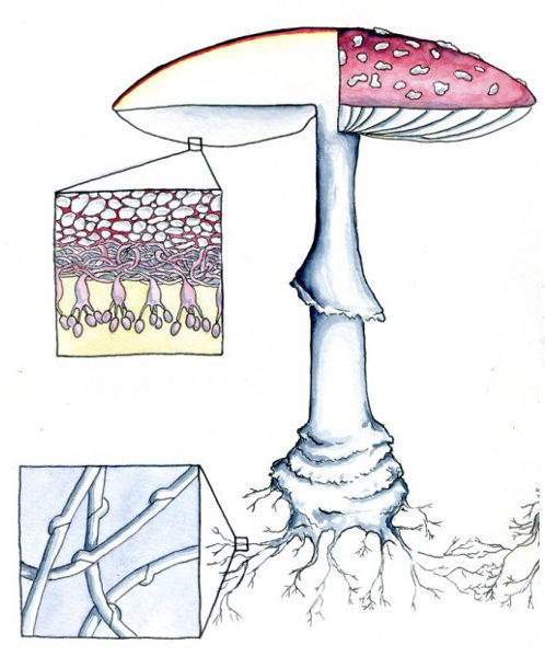 <p>IN the basidiomycetes, the spores are produces externally, on the end of specialized cells called basidia. In ascomycetes, spores are produces internally, inside a sac called an ascus.</p>
