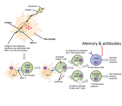 <p>class 2 mhc proteins on _____ t cells</p><p>1._______ is phagocytized by <strong><em>antigen presenting cell</em></strong> in a nonspecific response &amp; broken down</p><p>2. Antigen fragments bind to MHC II</p><p>3. Vesicle presents <strong><em>MHC antigen complex</em></strong> on the surface of antigen presenting cell</p><p>4. T cell now recognizes antigen</p><p>as foreign</p>