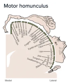 <p>motor maps reflect density of neuronal innervation, correlated with degree of fine motor control</p>