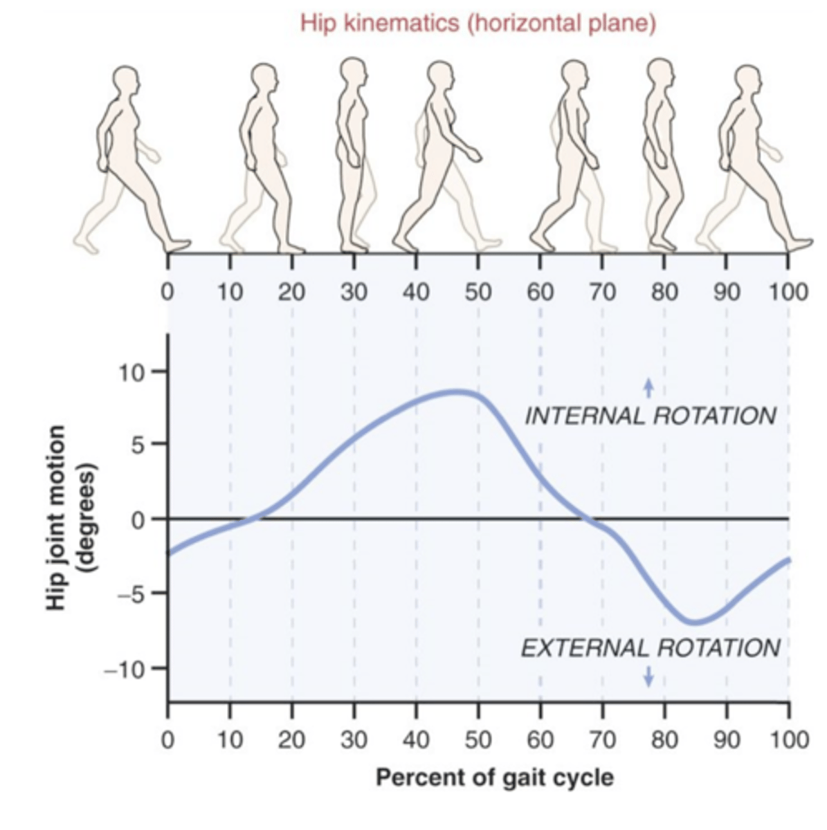 <p>Maximally IR at 50% of gait cycle</p><p>ER from 50% of cycle to swing</p><p>(don't have to use as much hip and knee flexion. may also be seen as a compensation)</p>