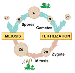 <p><span style="font-family: arial, helvetica, sans-serif">Referring to a plant sexual life cycle (picture to the right), which of the following terms describes the process that leads directly to the formation of gametes?</span></p><p></p><p><span style="font-family: arial, helvetica, sans-serif">a. Spore meiosis</span></p><p><span style="font-family: arial, helvetica, sans-serif">b. Spore mitosis</span></p><p><span style="font-family: arial, helvetica, sans-serif">c. Zygote meiosis </span></p><p><span style="font-family: arial, helvetica, sans-serif">d. Gamete mitosis </span></p><p><span style="font-family: arial, helvetica, sans-serif">e. Alternation of generations </span></p>