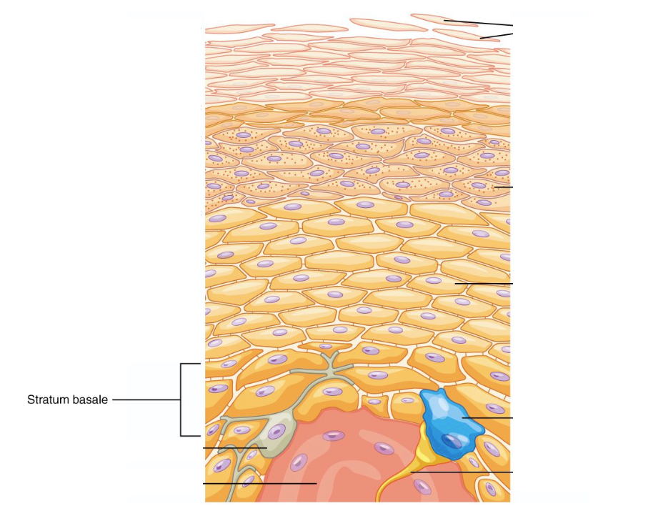 <p>Deepest of the five layers of the epidermis, contains the only layer where the proliferation of skin cells can occur and attaches epidermis to the dermis.</p><p>Contains epidermal stem cells. This is the deepest layer of the epidermis. It consists of one layer of cells that divide and begin their migration to the superficial layers. This is the layer where basal cell cancer develops.</p><p><span>The stratum basale also contains Langerhan cells, melanocyte and merkel cells.</span></p>