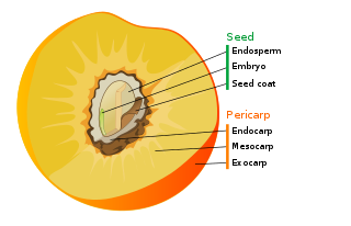 <p>Kanë 3 organet vegjetative (rrënja, kërcelli dhe gjethet) të cilat krijohen në embrion.</p><p>Embrioni është i vendosur në farë dhe përfaqëson sporofitin e bimës në miniaturë. Përpos embrionit, në farë (më rallë në kotiledone) gjendet indi ushqyes-endosperma që ushqen embrionin gjatë mbirjes (germinacionit).&nbsp;</p>