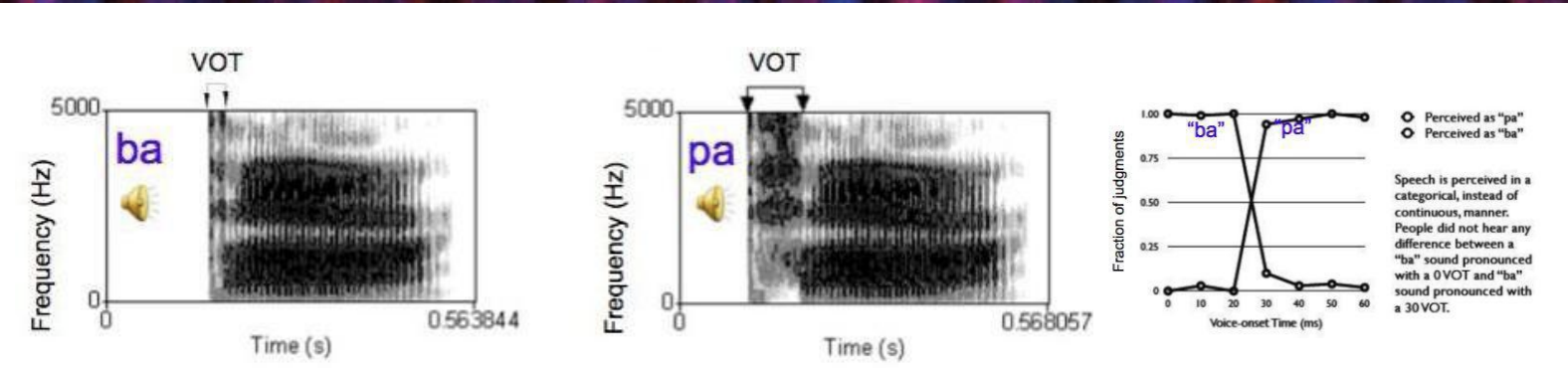 <p>Axes: frequency vs time (darker color = more intense sound)</p><p>VOT: voice onset time = Time btwn consonant release and vocal cord vibration (difference in VOT can make the difference in the sound we hear)</p>