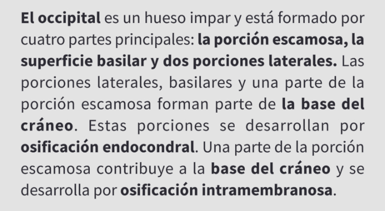 <p>Hueso occipital </p>