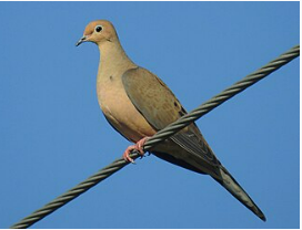 <p>Mourning Dove</p>