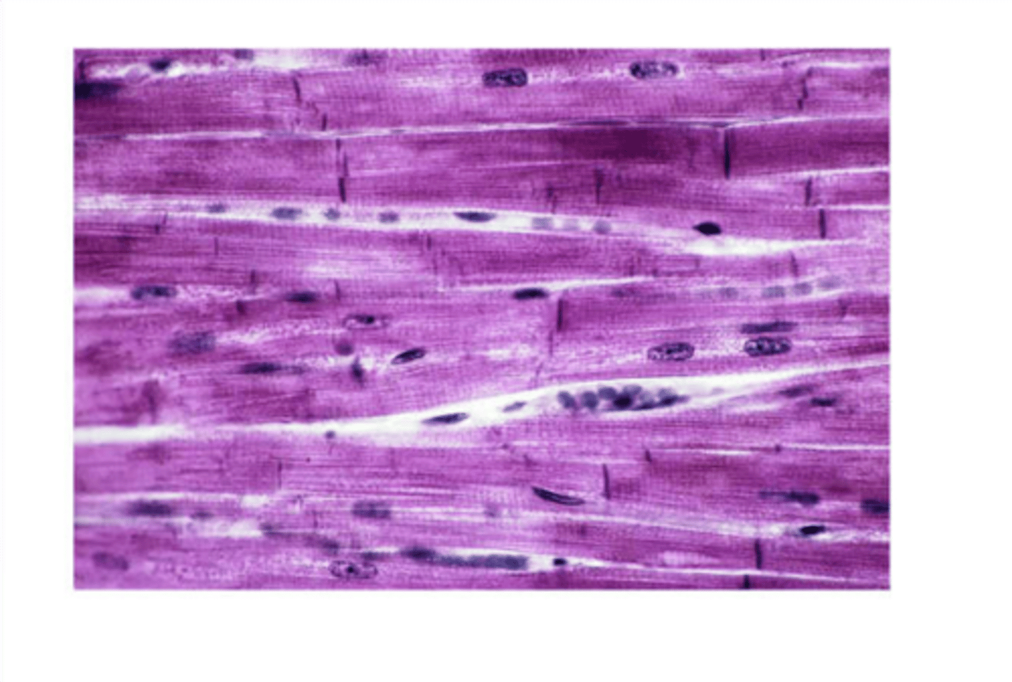 <p>What type of tissue is this?</p>